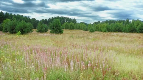 Tranquil Transition, Spruces Navigate Through Yellow Grass and Florals. Aerial Stock Footage 257784708