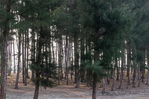 Tranquil tree-covered beach path leading towards open sea horizon Stock Photos