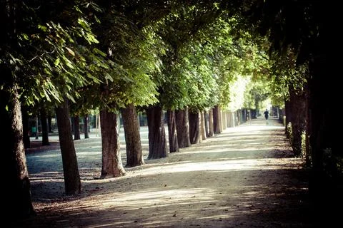 Tranquil Tree-Lined Pathway in a Park Stock Photos