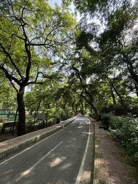 Tranquil Tree-Lined Pathway Stock Photos
