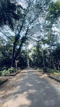 Tranquil Tree-Lined Road Under Blue Sky Stock Photos