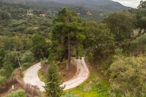Tranquil Tree-Lined Trail in Natures Beauty. Beni Metir, Jendouba, Tunisia Stock Photos
