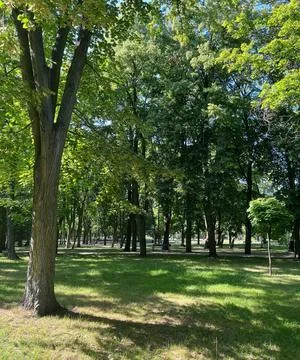 Tranquil Tree Lined Urban Park Green Space with Sunlit Walking Paths Stock Photos