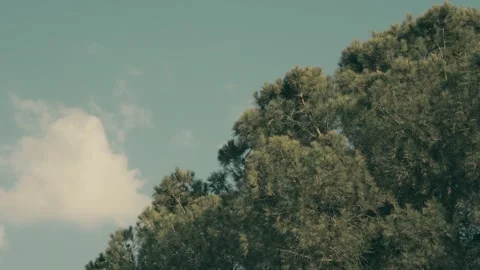 Tranquil Tree Tops and Soft Clouds Stock Footage 290780392