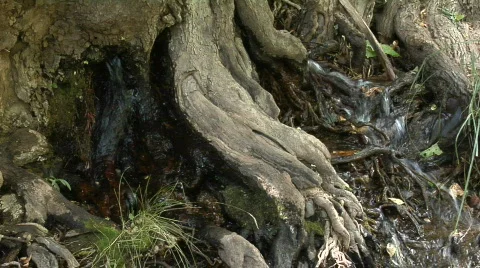  Tranquil Tree Trickle 2 Vídeo Stock 858134