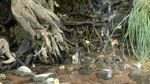 Tranquil Tree Trickle Stock-Footage 858113