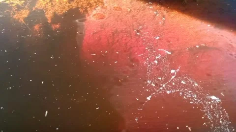 Tranquil Tributaries Video stock 264079411