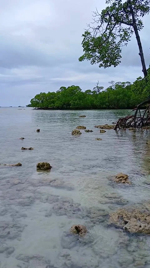 Tranquil Tropical Beach with Mangrove Trees and Clear Water Stock Video Stock Footage 340414218