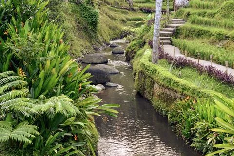 A tranquil tropical stream flows between lush green plants and stone steps in Fotos de archivo