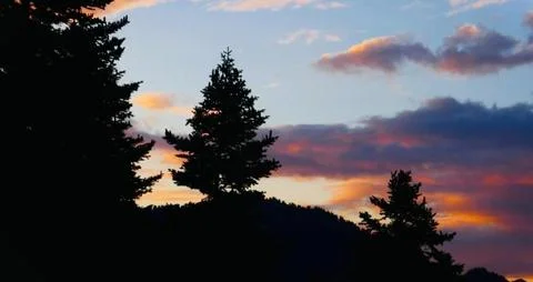 A tranquil twilight scene with the silhouettes of pine trees against the sky. Stock Photos