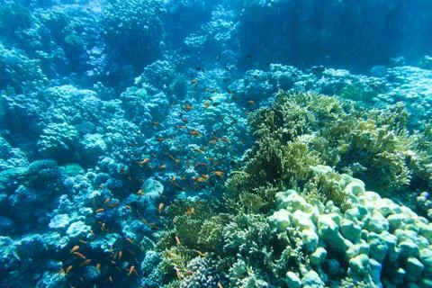 Tranquil underwater Foto stock