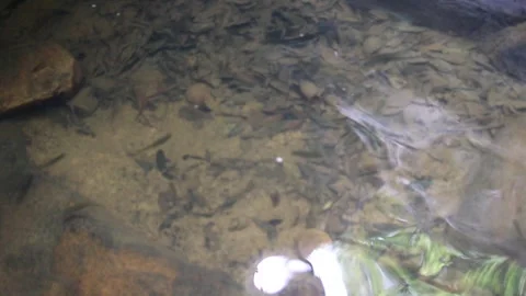 Tranquil Underwater Scene with Small Fish. Stock Footage 312070519
