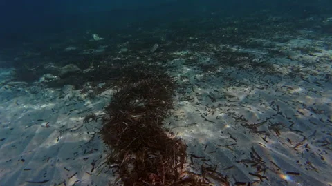Tranquil Underwater Seabed with Sandy Bottom, Seagrass, and Small Fish Видео 334501568