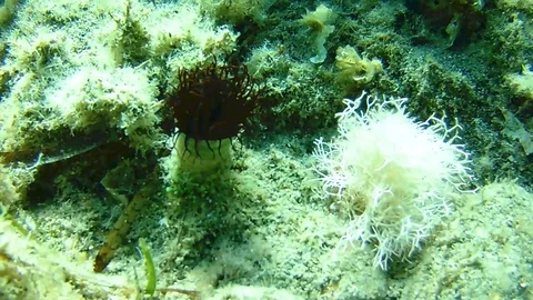 Tranquil underwater view Stock Footage 98834928