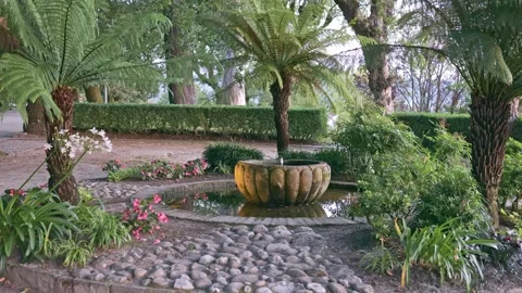 Tranquil Urban Park: Exploring Palms and Greenery Stock Footage 249109954