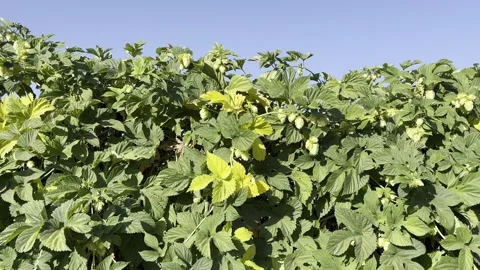 Tranquil video captures backyard garden hedge bush leaves gently swaying breeze Stock Footage 282593876