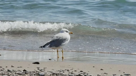 A tranquil video of a seagull on a sandy beach. Vídeos de archivo 317729994
