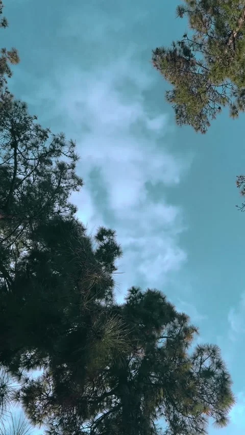 “Tranquil View of Blue Sky and Pine Trees” Stock Footage 309781689