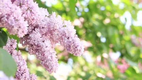 Tranquil view of charming light violet flowers Stock-Footage 243078823