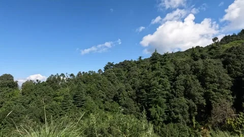 Tranquil View of a Dense Himalayan Forest near Mukteshwar, Uttarakhand Stock-Footage 315075493