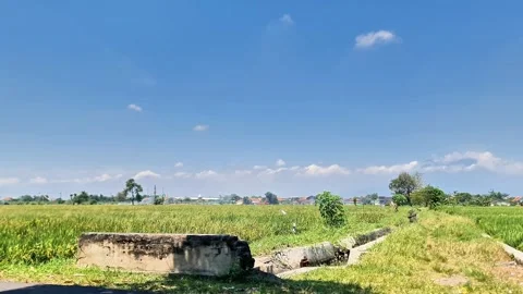 Tranquil View of a Javanese Rice Paddy and Distant Volcano Under Sunny Skies Stock Footage 332646837