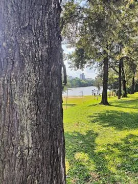 Tranquil view of the lake through the trees Stock Photos