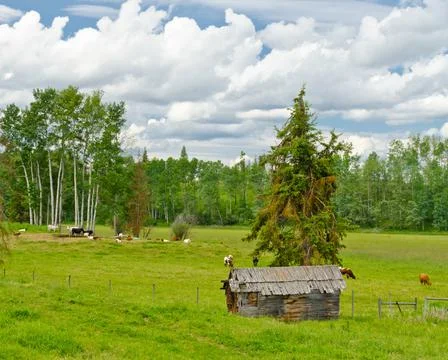 Tranquil view of an old barn and cows over forest and cloudy sky. Foto stock