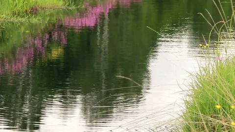 Tranquil View Of River in Forest With Blooming Flowers Stock Footage 77354037