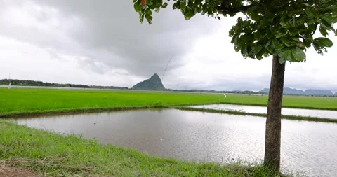 A tranquil view of vast green rice fields in the countryside. Stock Footage 314930374