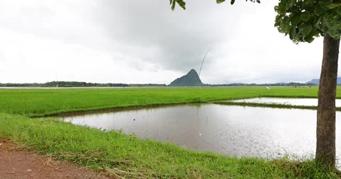 A tranquil view of vast green rice fields in the countryside. Video stock 314932382
