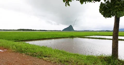 A tranquil view of vast green rice fields in the countryside. Stock Footage 314932502