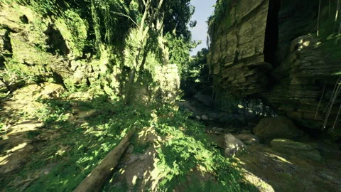 Tranquil walk through dappled forest canyon surrounded by rocks and ferns Stock Footage 341833151