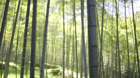 A tranquil walk through a lush bamboo forest reveals tall, straight stalks Stock Footage 311014644
