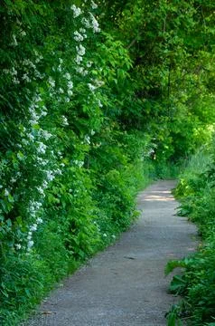 A tranquil walking path lined with lush green foliage and white flowers Stock Photos