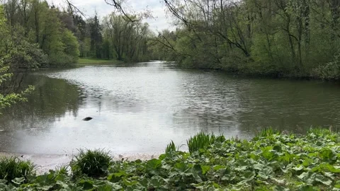 Tranquil Water and Tree Reflections in Amsterdamse Bos Springtime Stock-Footage 334150381