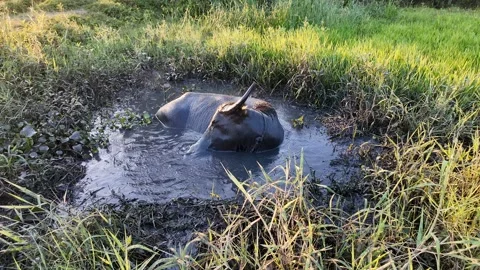 Tranquil Water Buffalo in Mud Stock Footage 290080582