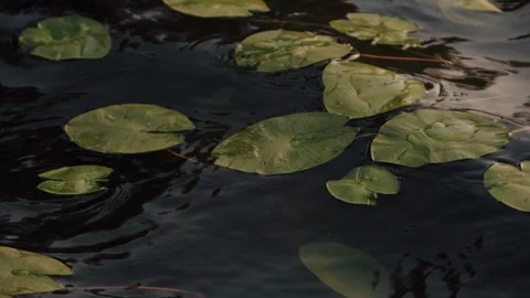 Tranquil Water Lilies Floating on Rippling Lake Surface in Finland Stock Footage 346897048