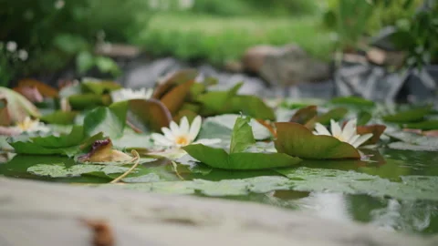 Tranquil water lilies gracefully drifting. Serene pond with floating blossoms 動画素材 329892202
