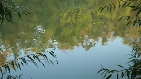 Tranquil Water Reflecting Surrounding Trees and Foliage Stock Footage 302308728