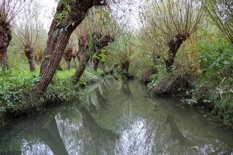 Tranquil watercourse with pollard willows Stock Photos
