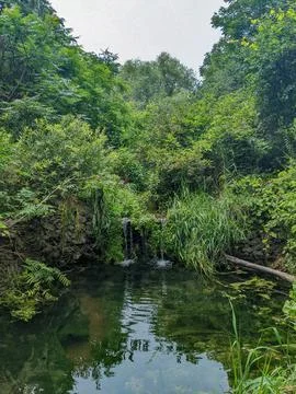 Tranquil waterfall leads into a shallow stream nestled among dense vegetation Stock Photos
