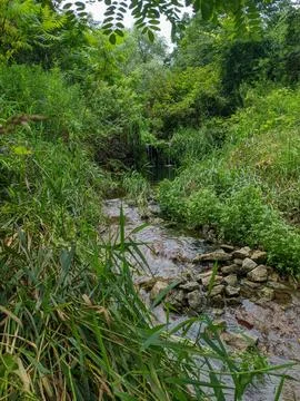 Tranquil waterfall leads into a shallow stream nestled among dense vegetation Stock Photos