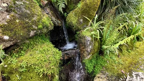 Tranquil Waterfall in Lush Forest Stock Footage 305274360