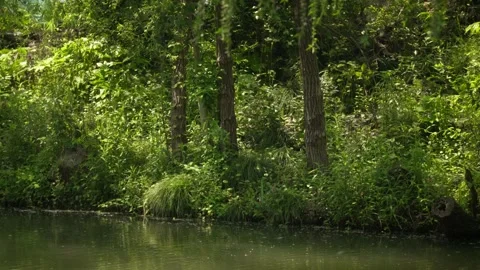 A Tranquil Waterfront with Slender Tree Trunks and Dense Shoreline Folia Stock Footage 332787429