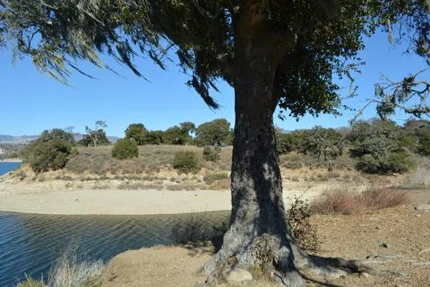 Tranquil Waters and Ancient Trees by the Lakeside at Midday Foto stock