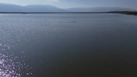 Tranquil waters of Karacabey Longoz Forest. Stock Footage 314194353