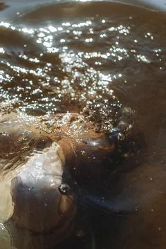 Tranquil Waters Stock Photos