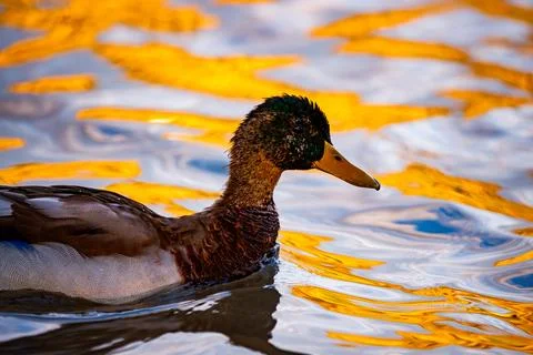 Tranquil Waters in Ruidera Stock Photos