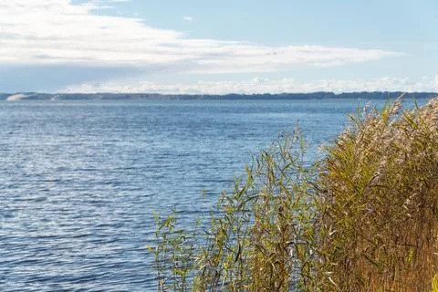 Tranquil Waterscape with Reeds Under Clear Sky Stock Photos