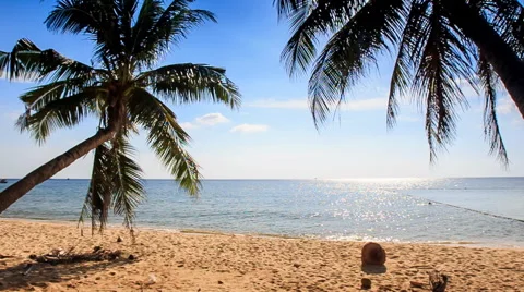 Tranquil Wave Surf of Azure Sea Wind Shakes Palm Branch 库存影片 60767332